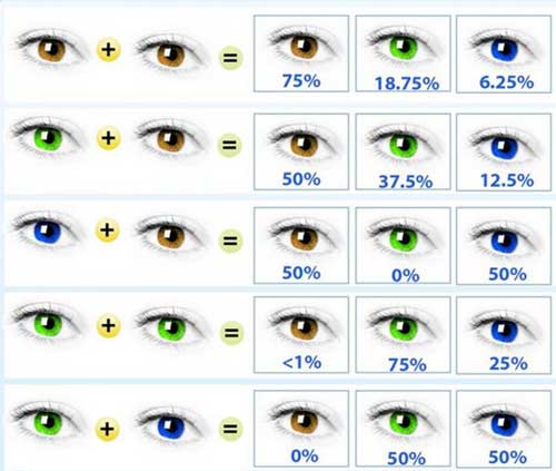 رنگ چشم چگونه به ارث میرسد، ژنتیک رنگ چشم،  راه حل رنگی شدن چشم جنین
